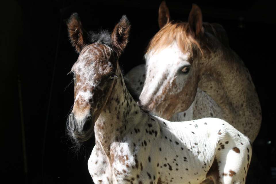 Appaloosa Dream Horses